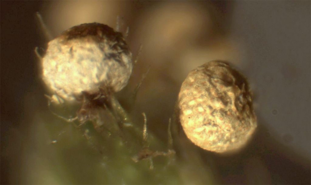 Physarum auriscalpium?